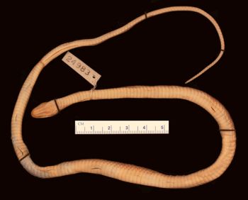 Media type: image;   Herpetology R-24983